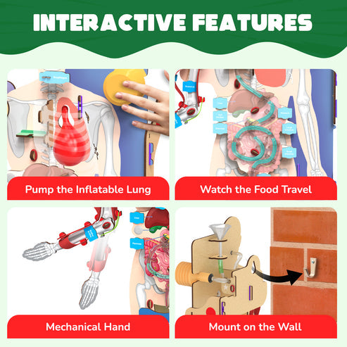 Smartivity Interactive Human Body