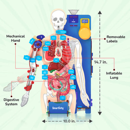 Smartivity Interactive Human Body