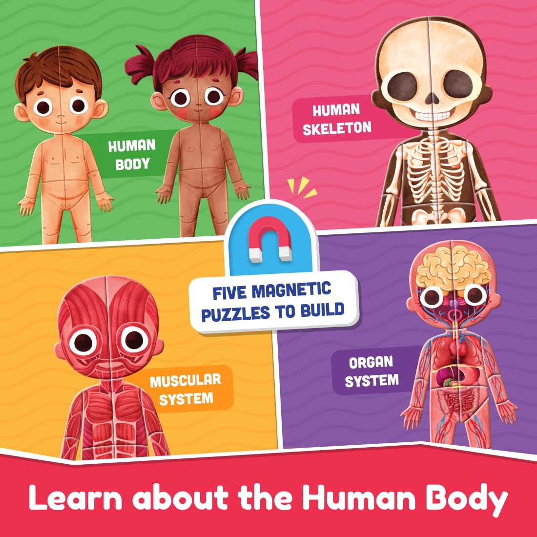 Bloomingo My Super Human Body